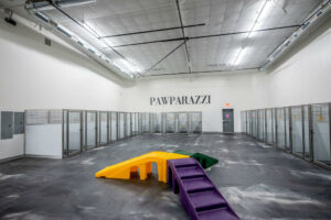 Introducing Pawparazzi K9 Enrichment Resort: The Premier Destination for Dogs in Edmond and North Oklahoma City