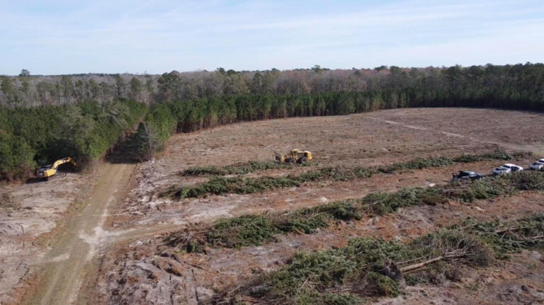 R&D Timber Co. Offers Unbeatable Land Clearing and Forestry Mulching Services in Bluffton and Surrounding Areas