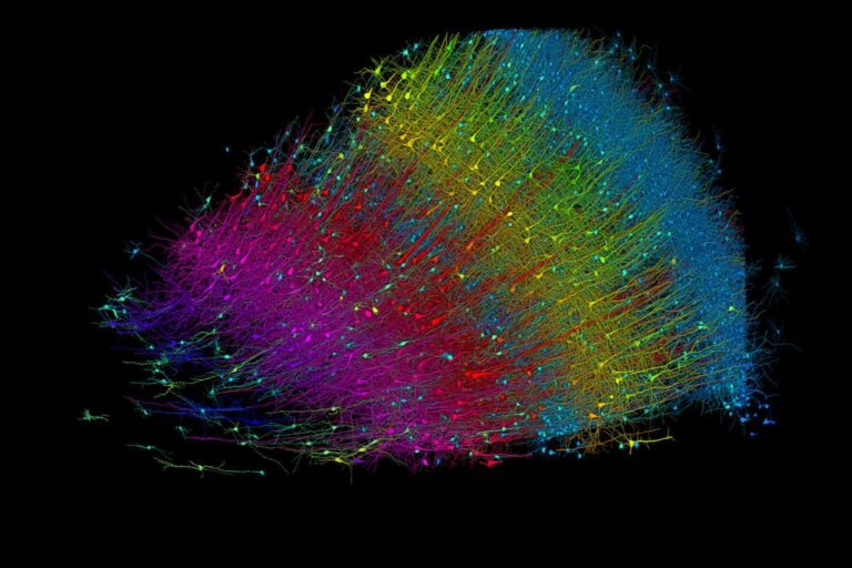 2500Six layers of excitatory neurons colored by depth 1024x683