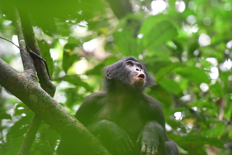 Bonobo vocalizing 1920