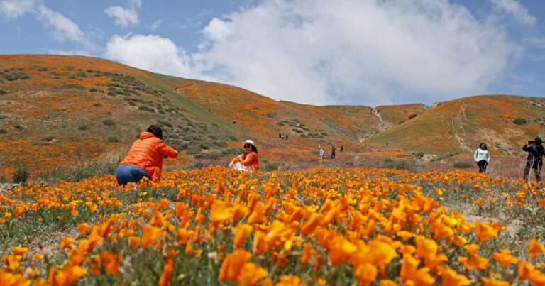 urlhttps3A2F2Fcalifornia times brightspot.s3.amazonaws.com2F542F962F7401a4f4406297e08bc40955efe42Fme california poppies elizabeth lake 1